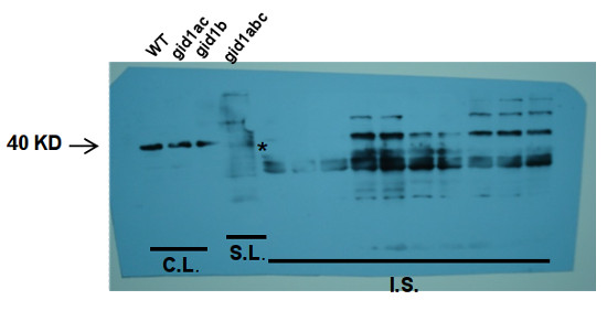 western blot using anti-GID1c antibodies